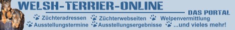Welsh-Terrier-Online